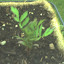 Marigolds x 3