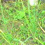 Garlic Planting