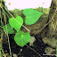 Morning Glory 'Star of Yelta'