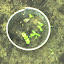 Sweet Marjoram