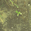 Nasturtium