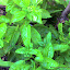 Sweet Basil Seeds