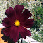 Cosmos