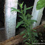 tarragon Seeds