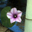 Moonflower Lavender