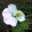 Geraniums In the Ground