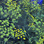 TropicanaRoses's Fennel  garden