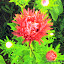 Asters