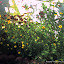 TropicanaRoses's Front Door Flower Bed garden