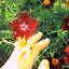 Red Dianthus