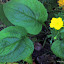 Echinacea