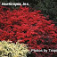 Burning Bush Hedge