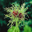 Allium - 'Hair'