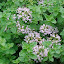 Oregano Seeds