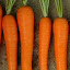 Carrot Seeds