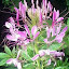 Cleome (2009) Seeds