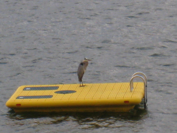 Spotting Image 1