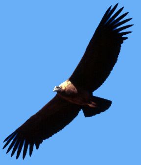 Andean Condor