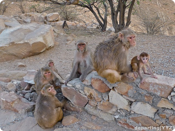 Monkey in Monkey Family Not Very Happy, Jaipur (India)-1070687