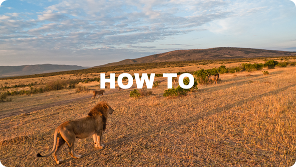 Lions in the Masai Mara (Kenya)(HOW TO)