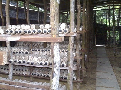 [assam mushroom cultivation[3].jpg]