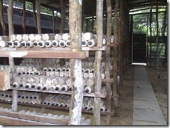 assam mushroom cultivation