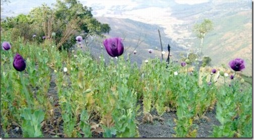 Poppy_flower in Manipur Hills