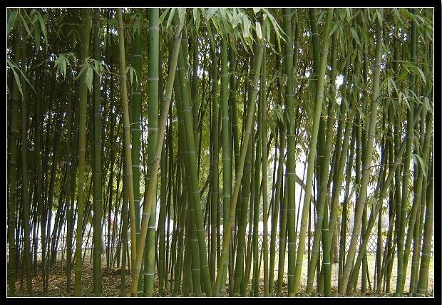[Bamboo-park-tripura2.jpg]