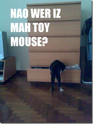 lolcat1