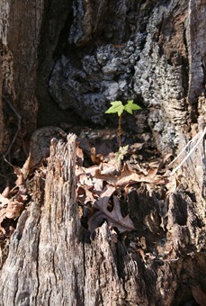 IMG_3099 IMG_3099