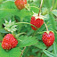 Berry, Strawberry, Wild Seeds