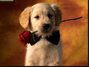 Puppy Love (Large)