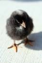 [PBRC Chick[4].jpg]
