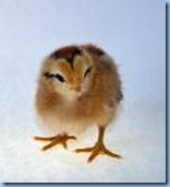 chicks