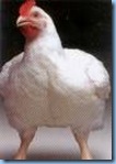 cornish cross adult