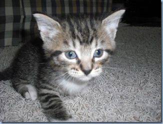 Saint Pat. Kitty 035