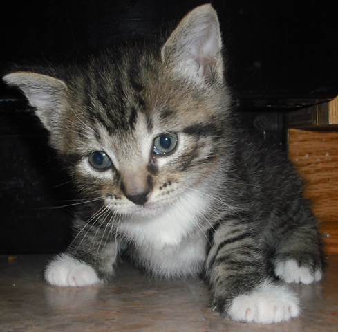 [Saint Pat. Kitty 051[4].jpg]