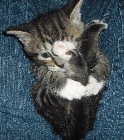 [Saint Pat. Kitty 048[7].jpg]