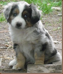 Puppies, Cats and Farm Pictures 244