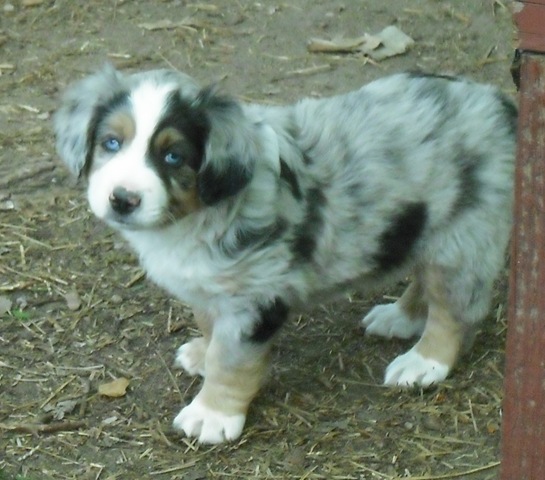 [Puppies, Cats and Farm Pictures 252[2].jpg]