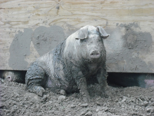 [Pigs 001[2].jpg]