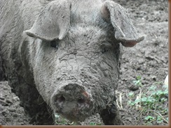 Pigs 004