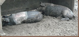 Pigs 002