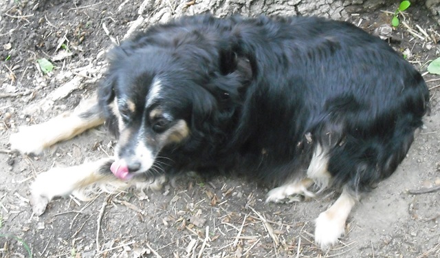 [PuppiesCatsandFarmPictures3072.jpg]