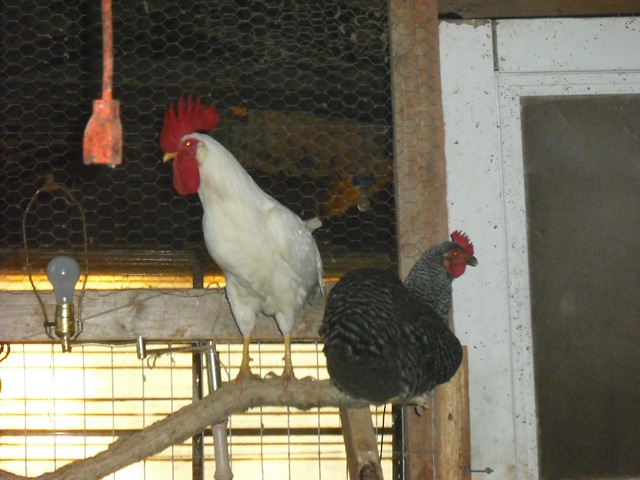 [ChaseVisitandFarmPics042.jpg]