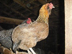 Chase Visit and Farm Pics 047