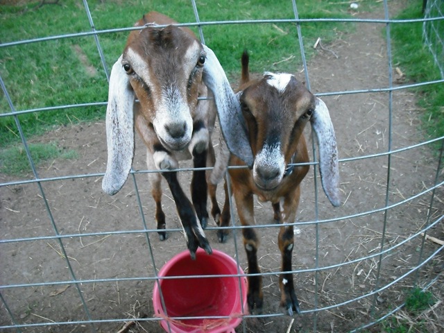 [ChaseVisitandFarmPics0513.jpg]