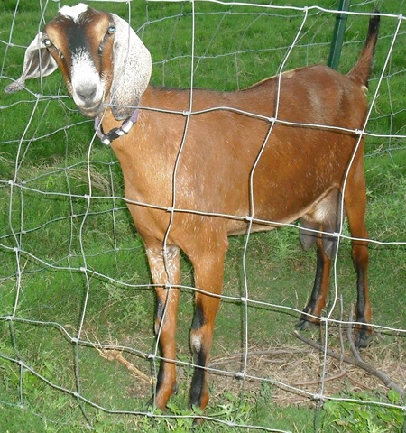 [ChaseVisitandFarmPics0594.jpg]