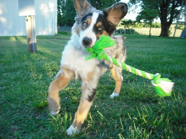 [ChaseVisitandFarmPics0251.jpg]