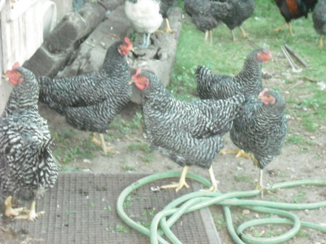 [ChaseVisitandFarmPics041.jpg]